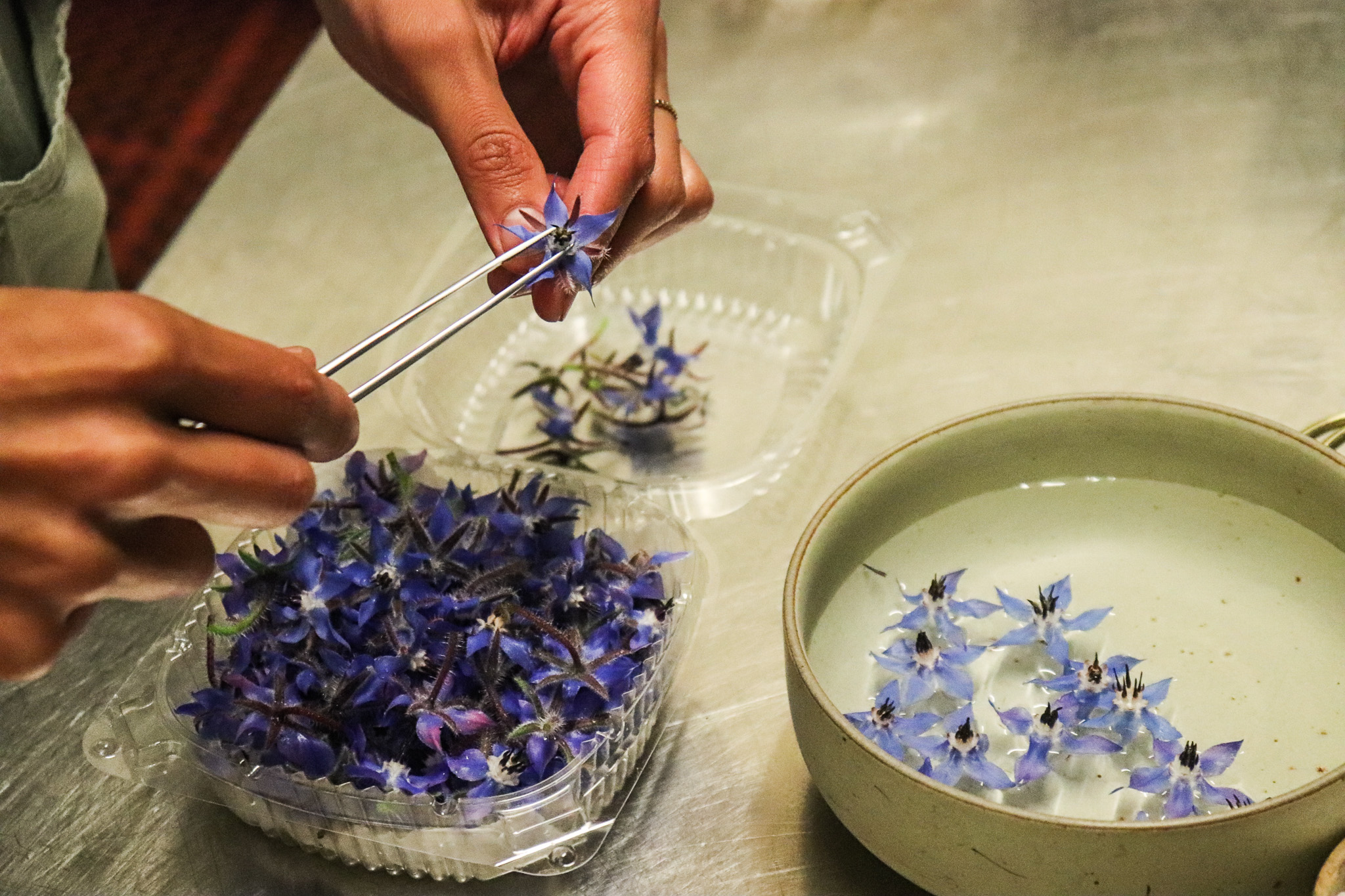Hands holding tweezers and pulling small purple flowers out of a container