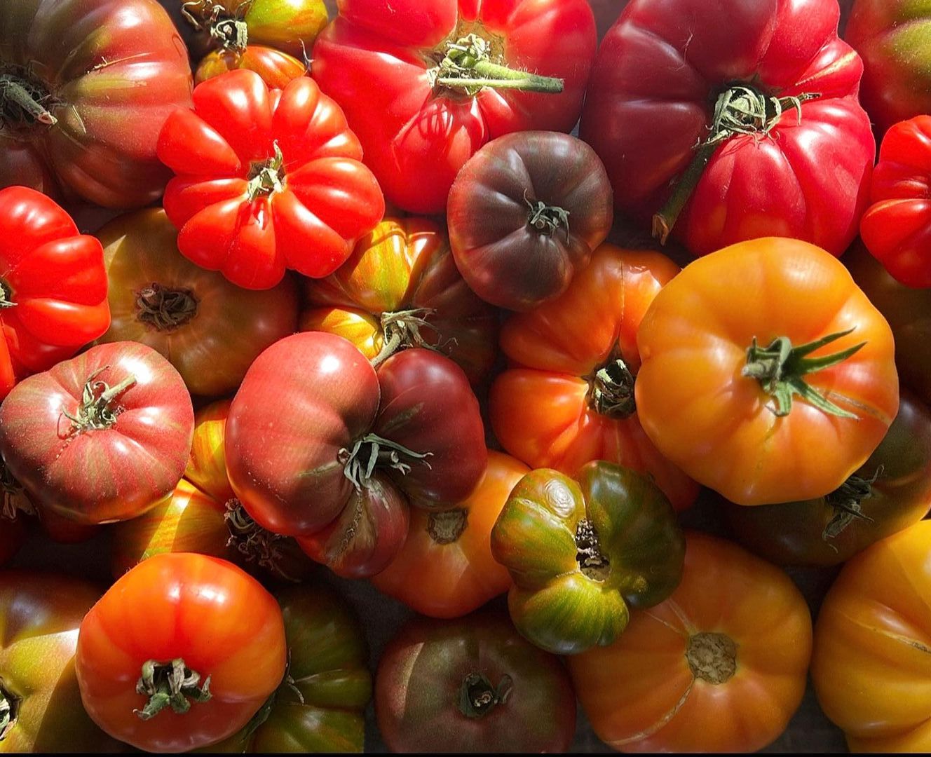 a variety of red, orange, yellow and green tomatoes